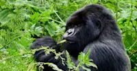 Mountain gorilla, Bwindi Impenetrable National Park, Uganda.