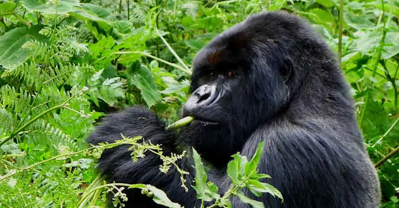 Mountain gorilla, Bwindi Impenetrable National Park, Uganda.