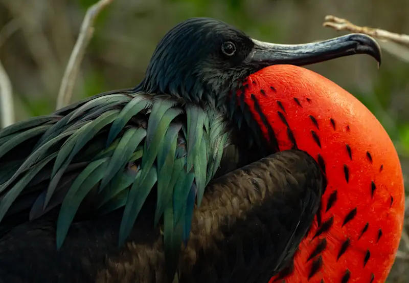 Frigatebird, Isla Lobos, Galapagos Islands, Ecuador.