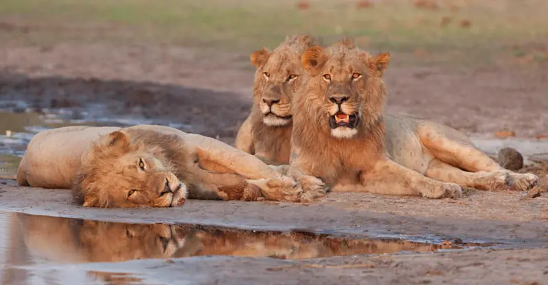 Lions, Ruaha National Park, Tanzania
