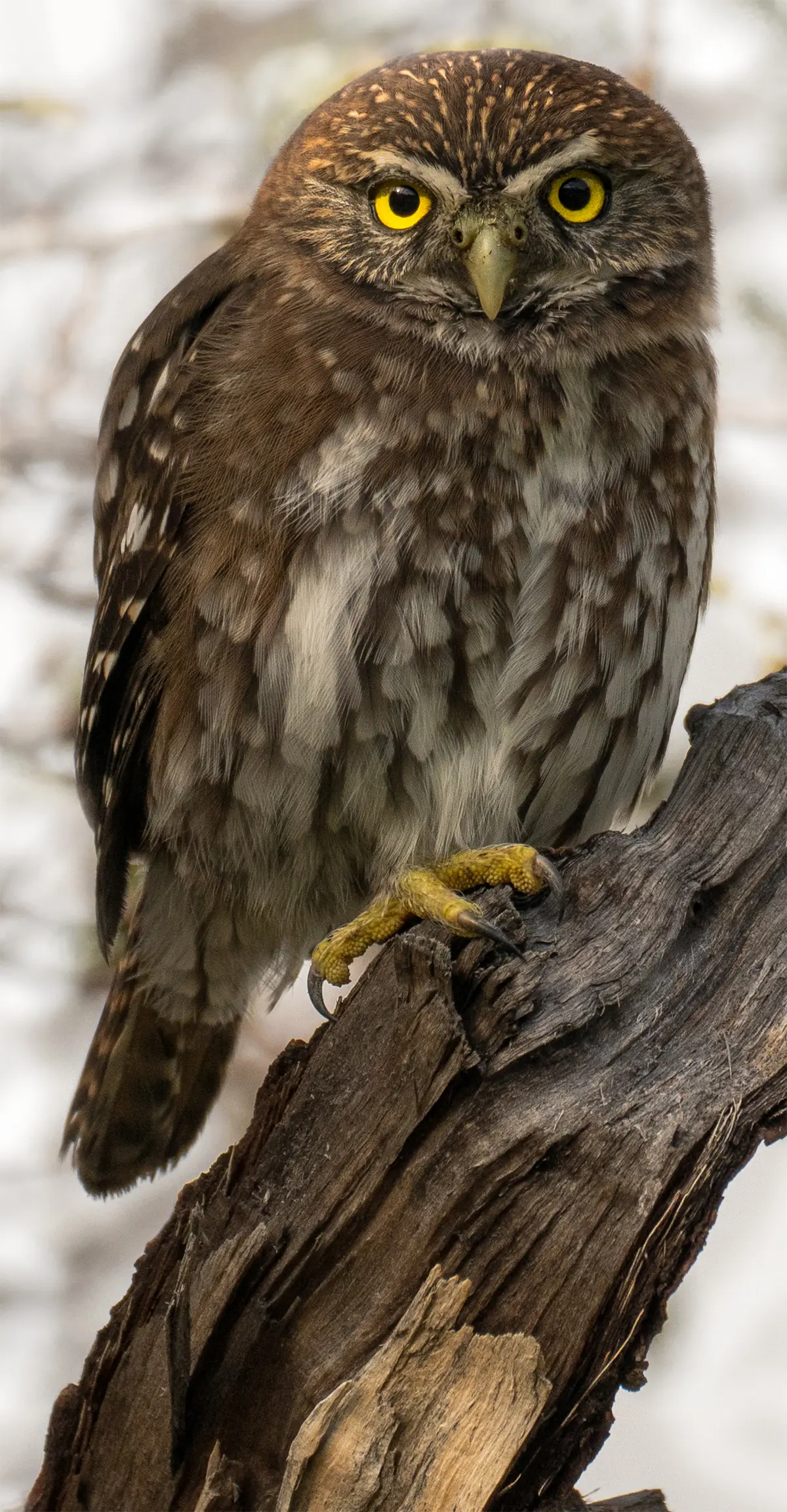 Patagonia Pigmy Owl.