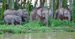 Bornean pygmy elephants, Kinabatangan River, Borneo.
