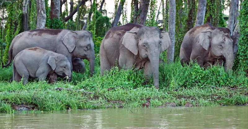 Bornean pygmy elephants, Kinabatangan River, Borneo.