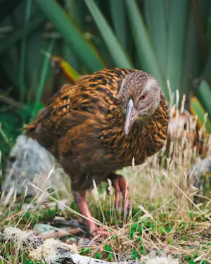 Buff weka, Mou Waho Island, New Zealand.
