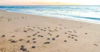 Sea turtle hatchlings, Punta Islita, Costa Rica.
