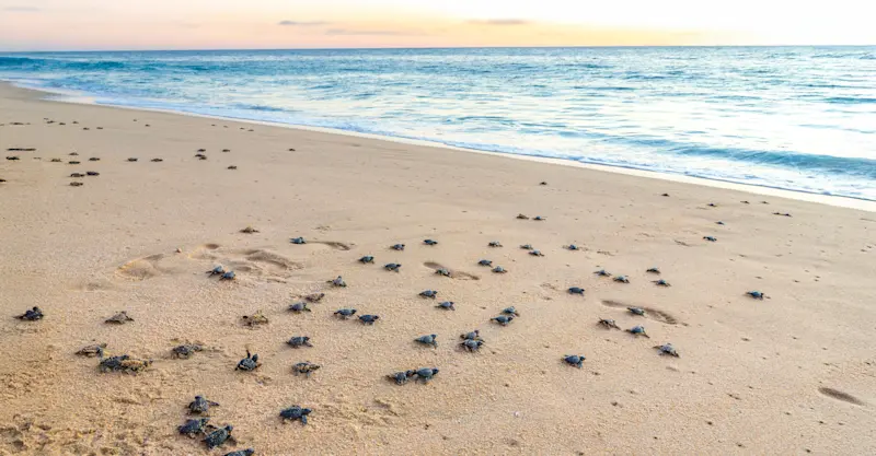 Sea turtle hatchlings, Punta Islita, Costa Rica.