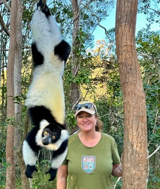 Black and White Ruffled Lemur in Madagascar.