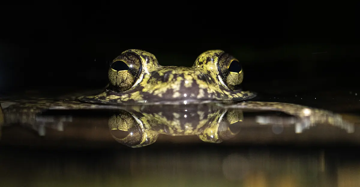 Marbled frog, Madagascar.
