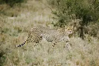 A cheetah slinking through the tall grass in Kenya. 