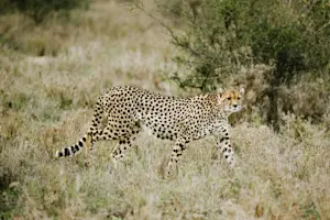 A cheetah slinking through the tall grass in Kenya. 