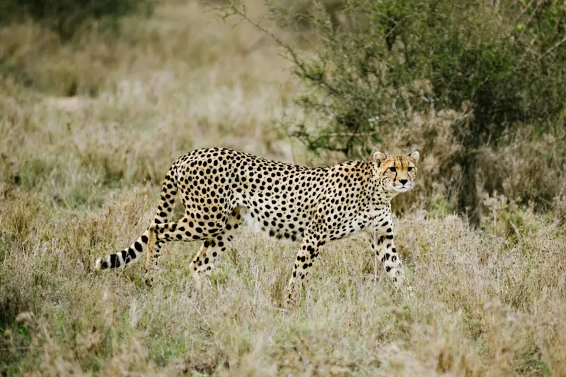 A cheetah slinking through the tall grass in Kenya. 