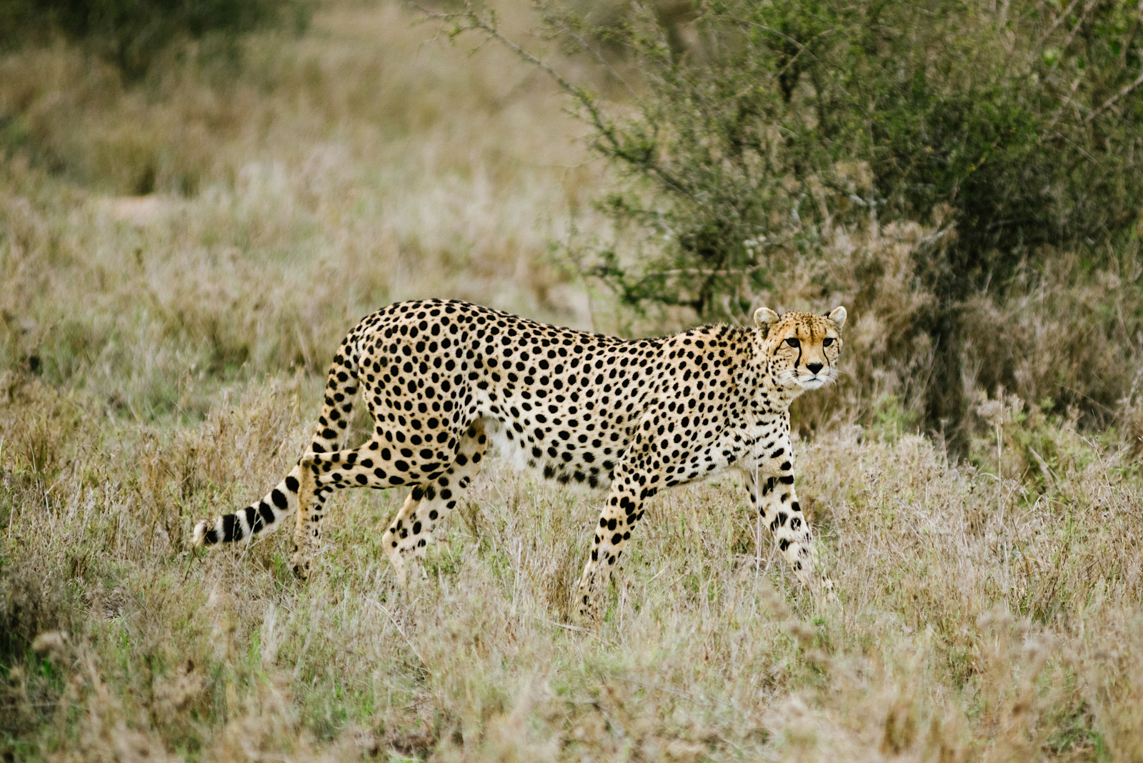 A cheetah slinking through the tall grass in Kenya. 