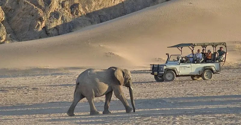 Desert elephant and Nat Hab guests, Damaraland, Namibia.
