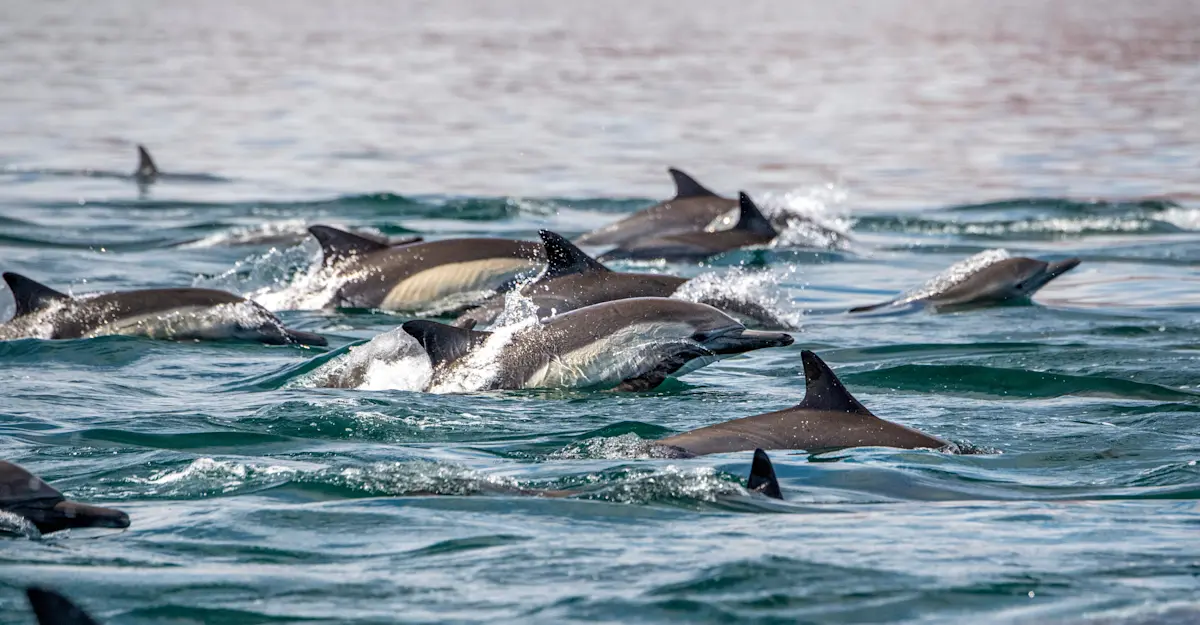 Pod of Short-beaked common dolphins, Baja, Mexico.