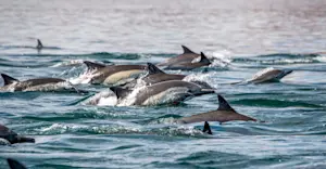 Pod of Short-beaked common dolphins, Baja, Mexico.
