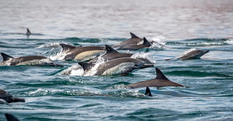 Pod of Short-beaked common dolphins, Baja, Mexico.