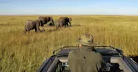 African elephant, Maasai Mara National Reserve, Kenya.