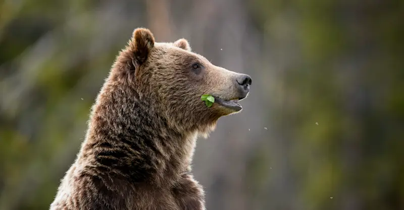 Grizzly, Yellowstone National Park, Wyoming. 