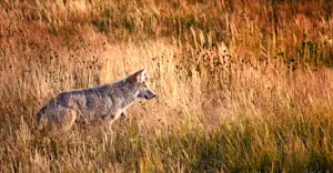 Coyote, Yellowstone National Park, Wyoming.