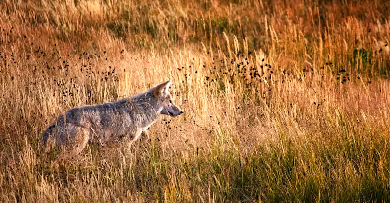 Coyote, Yellowstone National Park, Wyoming.