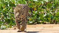 Jaguar, Pantanal, Brazil.