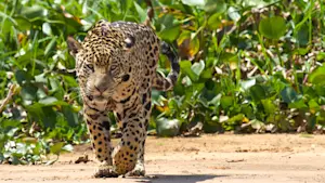 Jaguar, Pantanal, Brazil.
