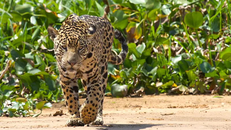 Jaguar, Pantanal, Brazil.