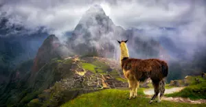 Llama, Machu Picchu, Peru.