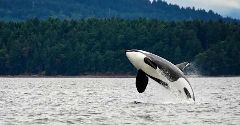 Orca, San Juan Islands, British Columbia.