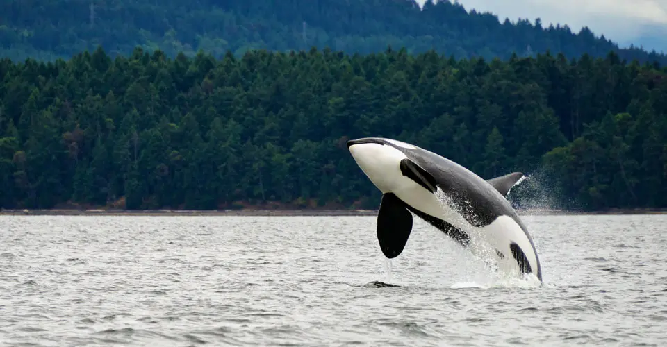 Orca, San Juan Islands, British Columbia.