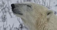 Churchill polar bear