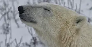 Churchill polar bear