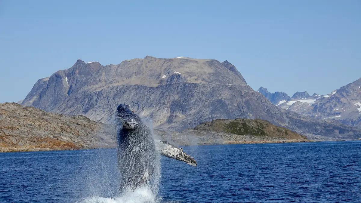 Breaching humpback whale right next to our boat in Greenland!