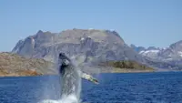 Breaching humpback whale right next to our boat in Greenland!