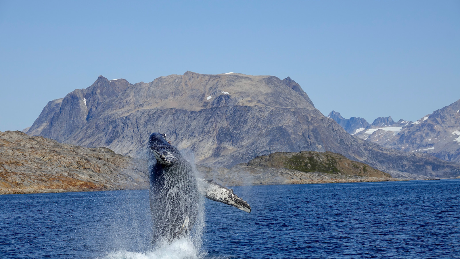 Breaching humpback whale right next to our boat in Greenland!
