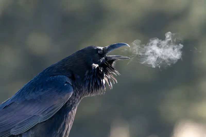 Raven, Yellowstone National Park, Wyoming.