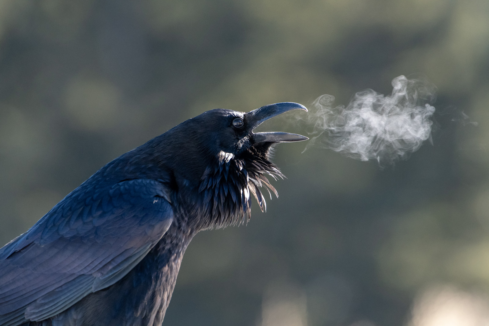 Raven, Yellowstone National Park, Wyoming.