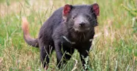 Tasmanian devil, Australia.