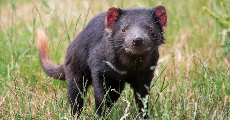 Tasmanian devil, Australia.