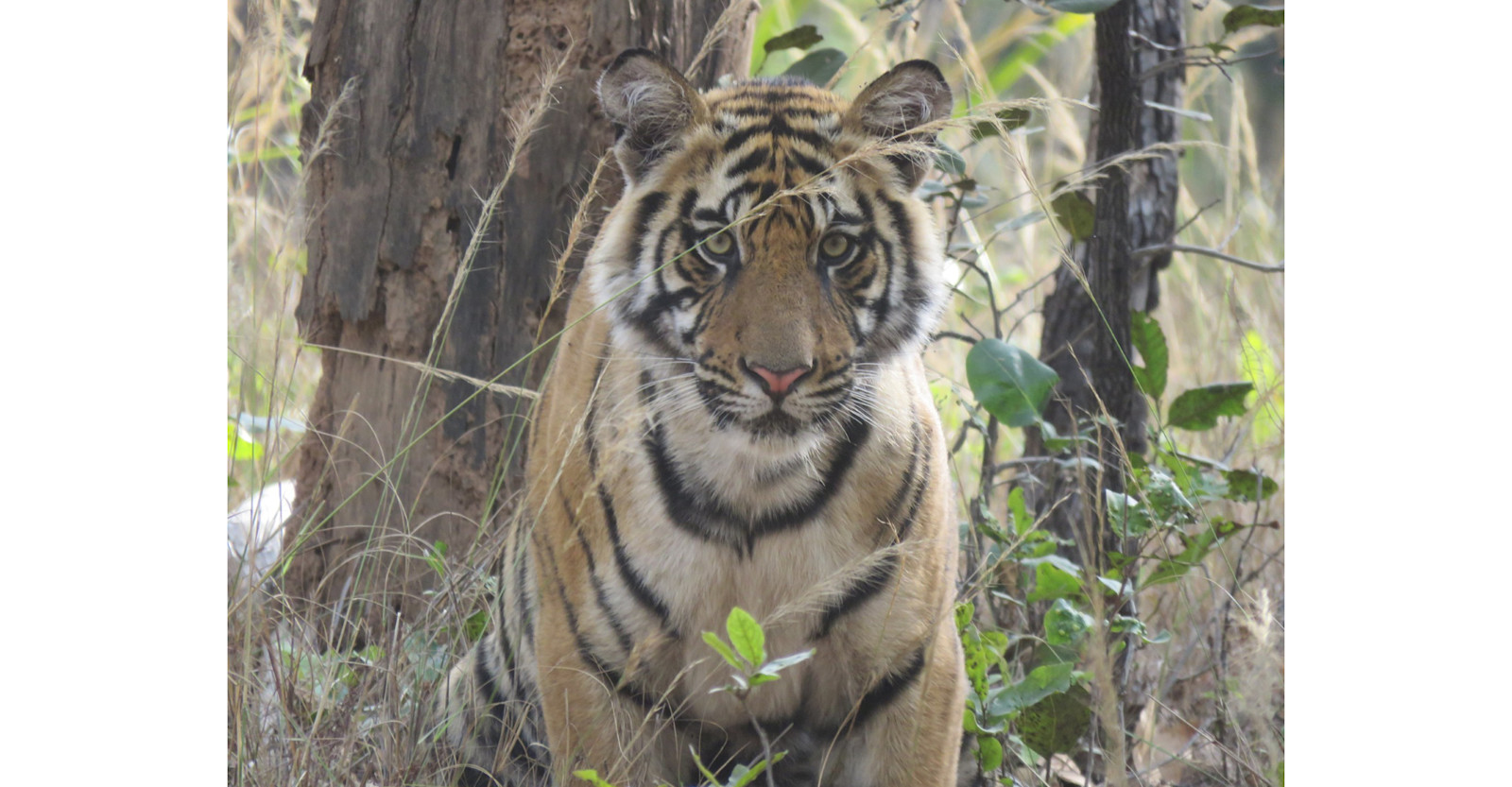 Young male tiger on Nat Hab's Grand India Wildlife Safari