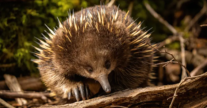 Echidna, Tasmania.