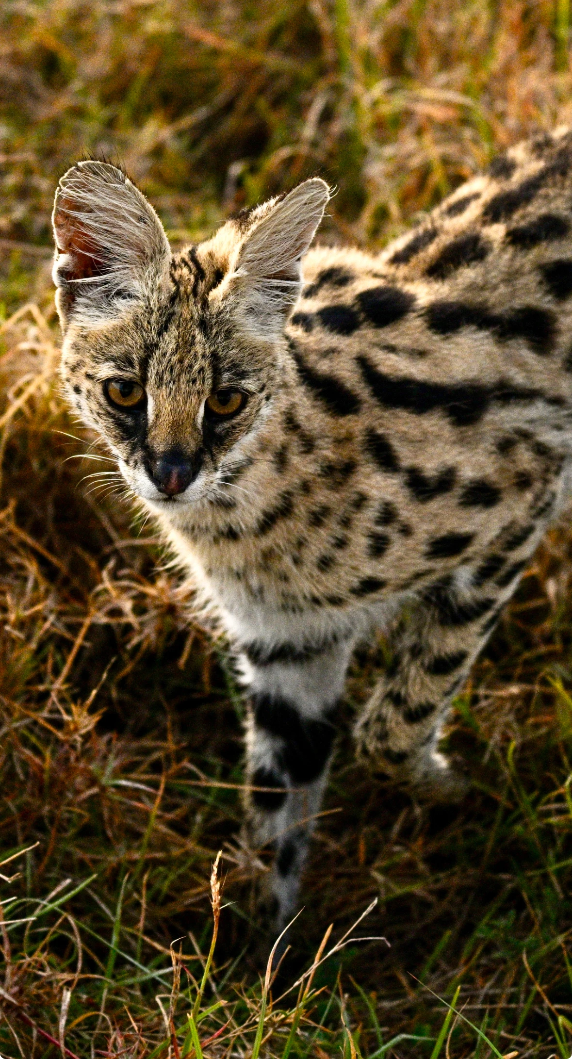 Serval.