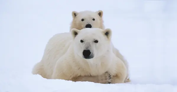 Image of Polar Bear Tours