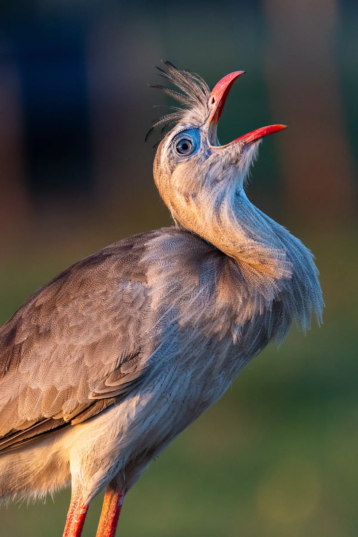 Red-legged seriema, Pantanal, Brazil.