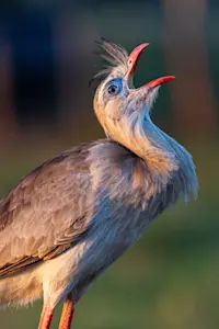 Red-legged seriema, Pantanal, Brazil.