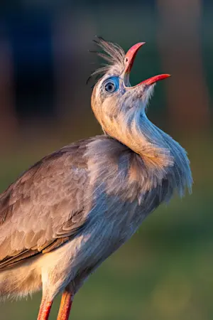 Red-legged seriema, Pantanal, Brazil.