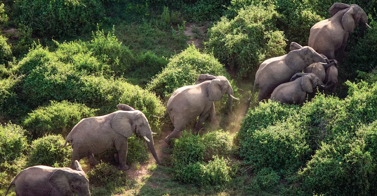 Elephants, Jao Private Concession, Central Okavango, Botswana.