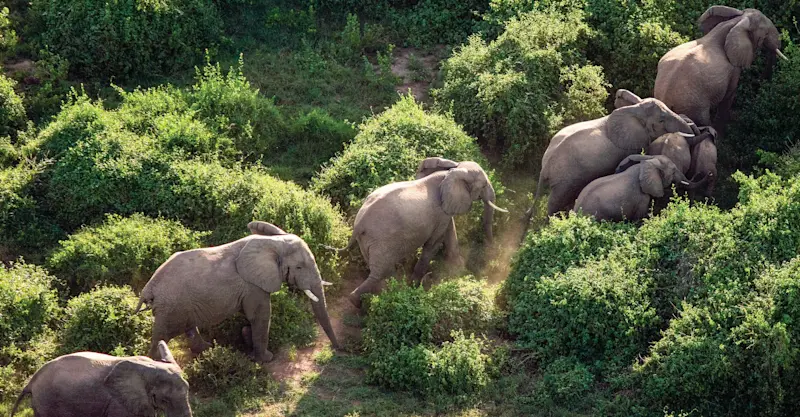 Elephants, Jao Private Concession, Central Okavango, Botswana.