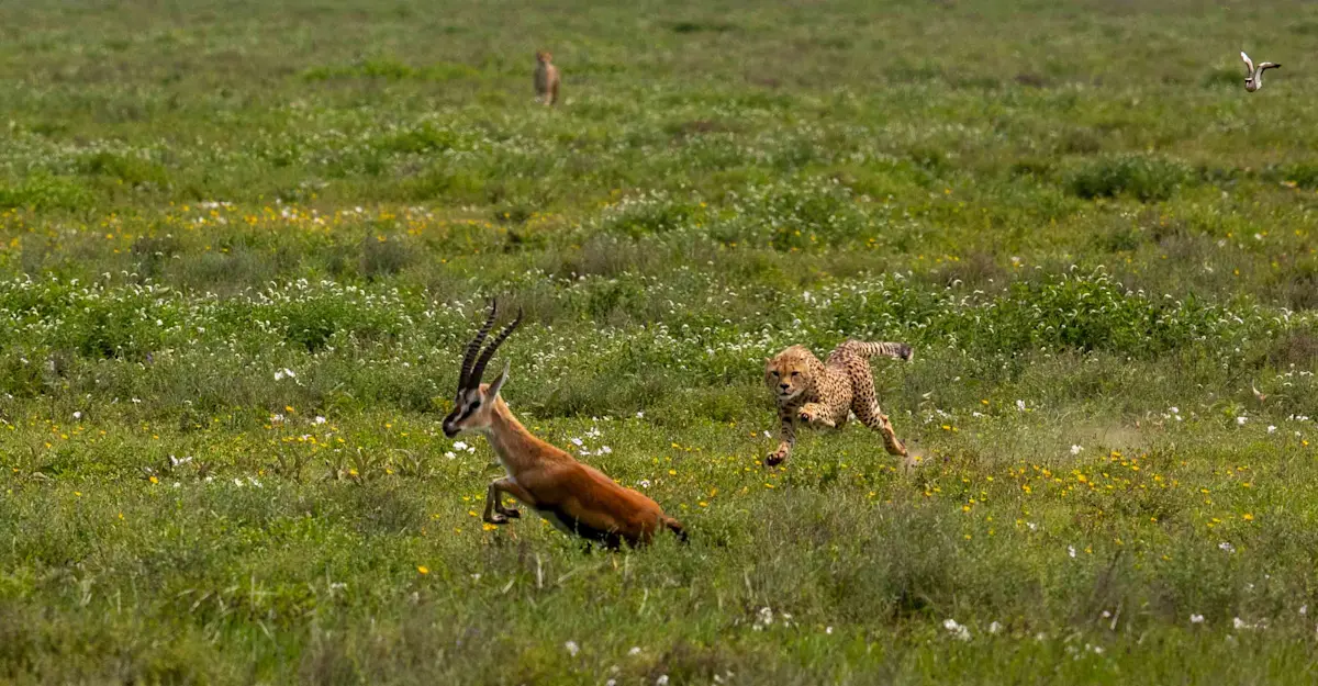 Gazelle and Cheetah, Serengeti National Park, Tanzania. 