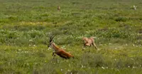 Gazelle and Cheetah, Serengeti National Park, Tanzania. 